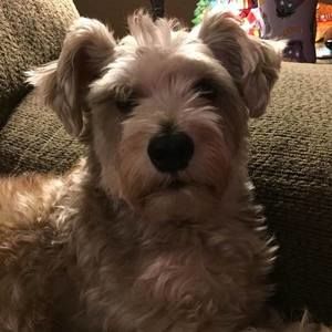 Meet your Posher, Shelley